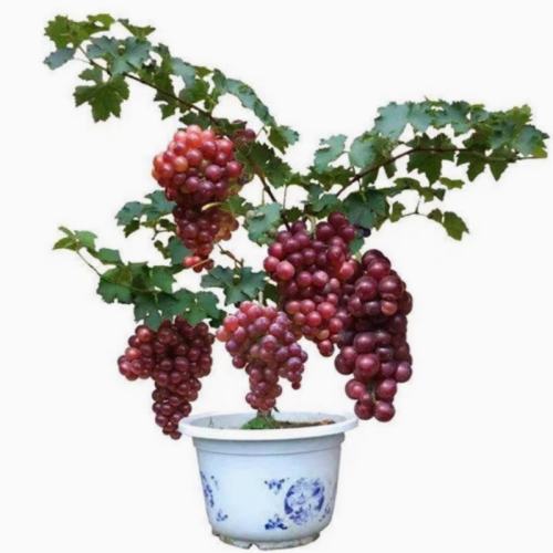 Ѷ޷1硿һ 30cm()-40cm() ޷mõϷֲͥԺٹ5.8Ԫ