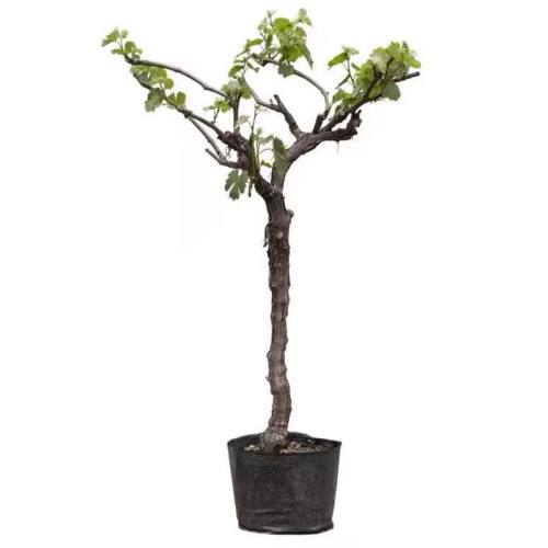 ޷ѣϹ˿ר ֡ 80cm()-89cm() ޷mõʯ22Ԫ