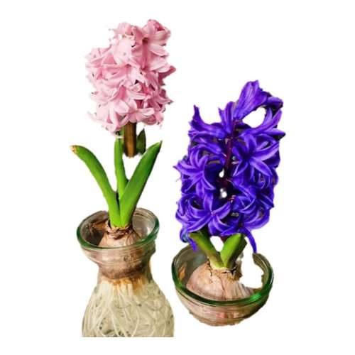 11-12CM  ۺǣ磩 ˮװֲļ 1.12Ԫ