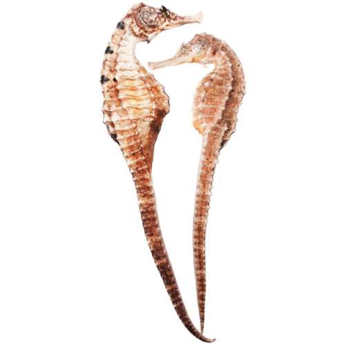 ѡƷʡߺ2g/ĸһԡ2ֻ11.5cmݾƼ ߺĸ ɨƷ9.9Ԫ