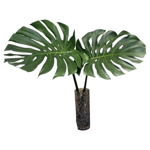 50-60cmһҶ һҶˮҶ걳ˮֲԺڸֵҶ걳쾰ֲ