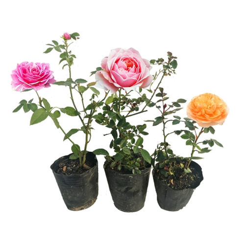 ɫɳʯ С磨Ѹٿ ⣩  ͥԺѡǾޱ 7.57Ԫ