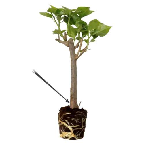 1.÷1 Ʒ ذ÷Դڻ׮ 5.39Ԫ