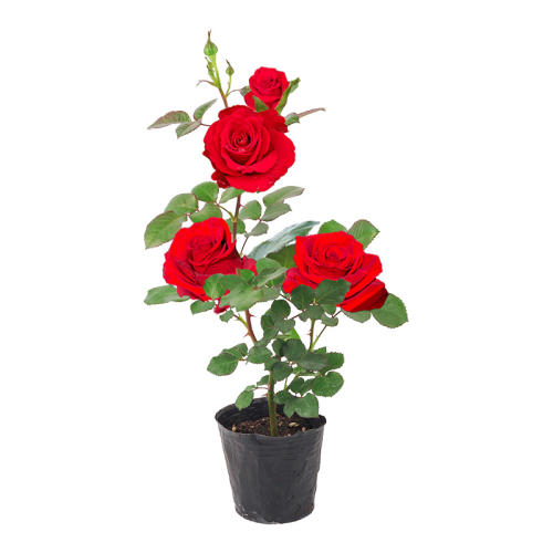 ̨֭ļлŨ㡿ľ ļ¼|6.6μӹ 3.84Ԫ