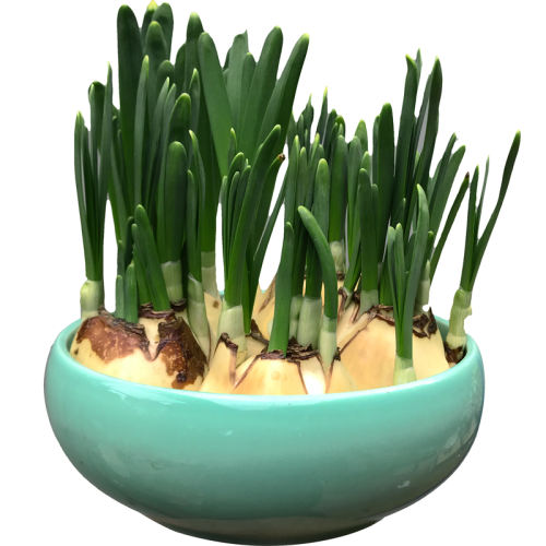 18-20CM ˮ3װ ذˮɡˮɻѡ 10.56Ԫ