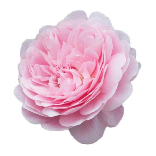 ?��ɫ����P9 �����Ժ� ��Խ΢���¼�������̨�¼����� 49Ԫ��5��(��9.8Ԫ/��)