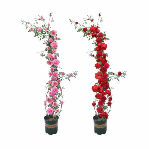 1.2������-�����׵���?������Ʒ�֡� �ٱ��¼������ش�Ũ����ͥԺ 40.76Ԫ��2��(��20.38Ԫ/��)