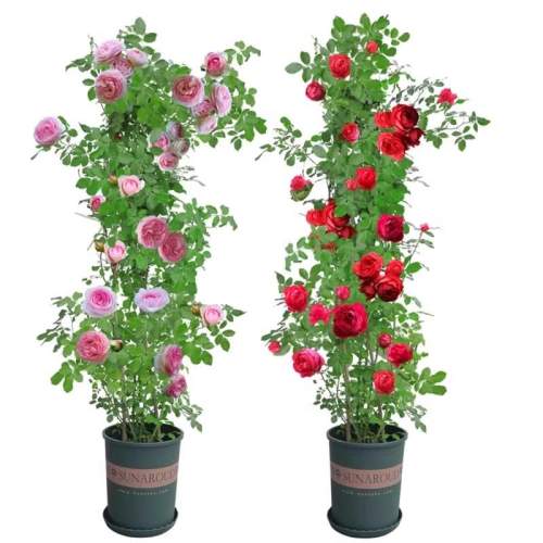 �����׵��� �ļ����� �� Ũ�� 8-15CMС�� �ٱ��¼��ļ�����|��1000�μӹ� 3.01Ԫ