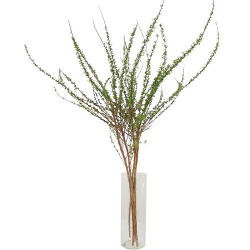 ۻ㣺ؼ۳ʡѩ65CM6֦+ӪҺ ѩ֦ˮֲںֲҿˮ֦ȩ8.8Ԫ