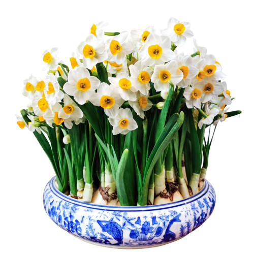 18-20CM 3��װ-����ˮ�� ����ˮ�ɻ�����ˮ�໨��ֲ������ 34.92Ԫ��4��(��8.73Ԫ/��)