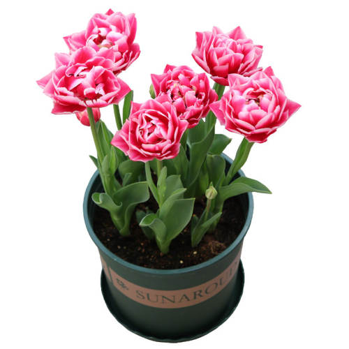 11-12CM 5���� 5��+16cm���� �Ժ÷��� Ʒ����������ʿ����ָ��Ʒ�֣� �ѵ���5������������ڴ����� 13.9Ԫ