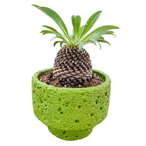 ������2-3cm�������� 1�� ��������� ��������ֲ�����԰�� 17.5Ԫ