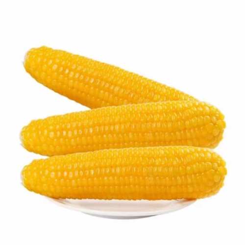 ������Ŵ����10�� ������Ŵ���װ���հ�װ��Ŵ����Դͷ����ֱ�� 240g ��ջ�Ŵ��6�� 11.65Ԫ