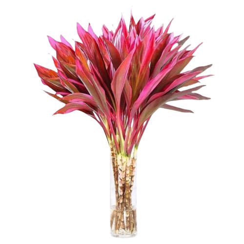 ������3�á����ױ�����Ӫ��Һ2�� ������ �����˵�ͷ������ˮ��ֲ������� 7.83Ԫ