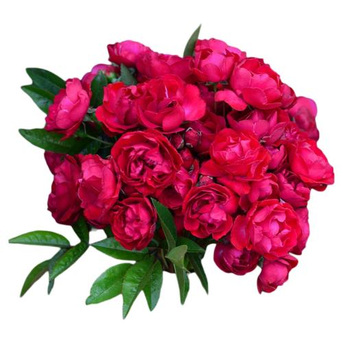 �ļ���ľ�� 3L ��Խ��ľ���ľ�㾫ѡ������ 54.6Ԫ��2��(��27.3Ԫ/��)