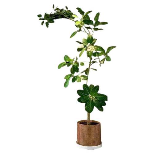 �����췢�����������߶��ͣ��ϼ�����1.6-1.8m�ߡ�ԭ�衿(ȫ��?�ͼۣ� �ϼ��������������ڿ�����ֲ 136Ԫ