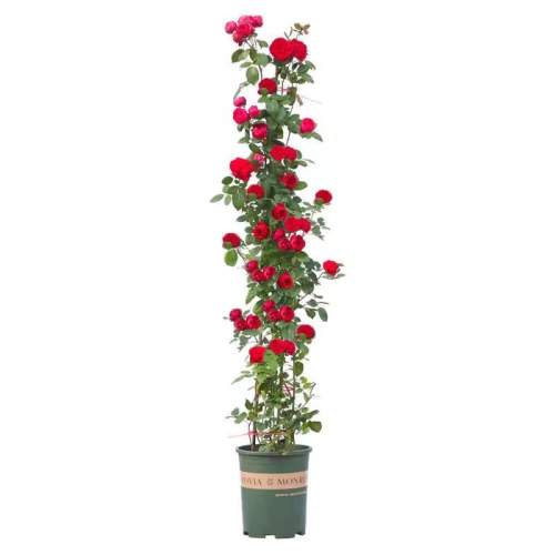 �����׵��� �ļ����� �� Ũ�� С���20���֣������һ�� �¼��������Զ༾��|���˼ӹ� 4.01Ԫ