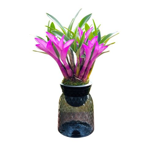 �������ػ� ������߲�ʯ��3�� �ͷ� �߲�ʯ��ˮ������|��3000�μӹ� 7.99Ԫ