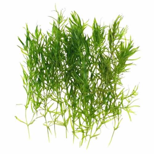 ���˹���ѡ����ڲ�5�� ӡ����ڲ���������ˮ��ֲ���ȸ��Ϻ����к󾰵�ˮ��������ˮ�� 4.27Ԫ