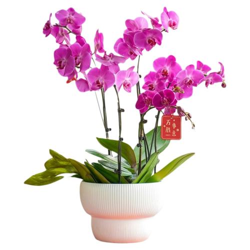 �������ݴ��������9cm�� ������ ��Ʒ�Ʊ��ϡ�A���������������� 48Ԫ��2��(��24Ԫ/��)