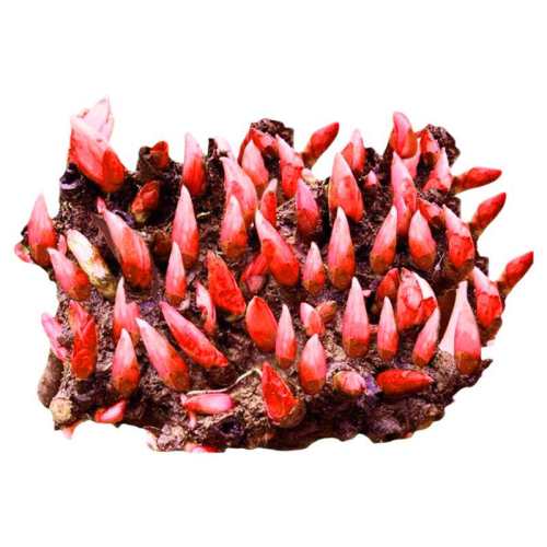 C1���װ��� ��С����ҩ����-����Ч��- �ذ���ҩ������̨|��4.9��μӹ�