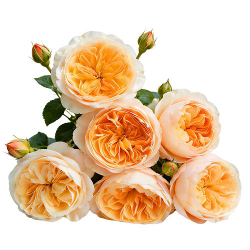 ���ٱ��������׵��� 2L���裨Ǥ�壩 ��Խ��ɳ��ʯ��ɫ�����¼�����