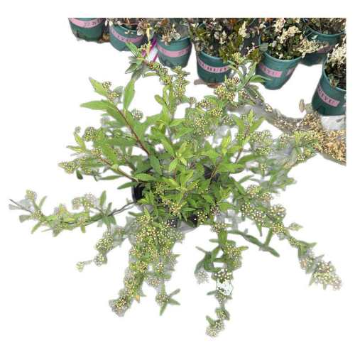 2��ԭ�� ���� ũ��Ե�� �ذ����߾� ����С����