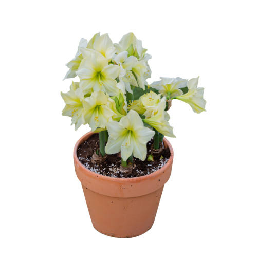 12+ ���Լ۱��Ƽ���������ʯ�� ֱ��6+cm ���� ��ɯ�Ļ�԰�춥���ذ�����