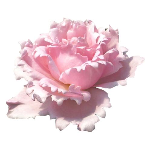 1����/������ɯ/35��������/���� ������ ������ɯ�¼��������ش�Ũ����