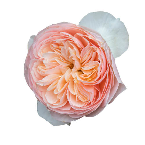 �������ٱ�����ɳ��ʯ 1.2���� �����Ժ� �����¼��������� �༾�����ٱ�