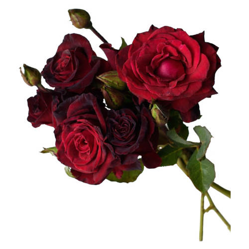 �������ٱ�����ɳ��ʯ(1.2��) �����Ժ� ���ǺڰͿ��¼�ͥԺ˿���ʸл�