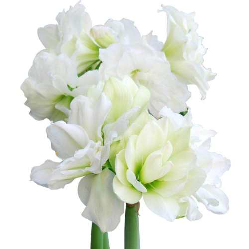 ������������ϡ��������л���200g������ø��� ������8��+�������춥������԰� 32.08Ԫ��4��(��8.02Ԫ/������88VIP 95��)