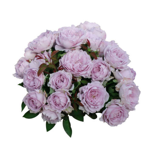 ������ 0.8�� �����Ժ� �����¼�0.8LС��ͥԺ��԰�����Ի�����ֲ���������Ƽ�Ī����Ⱦ