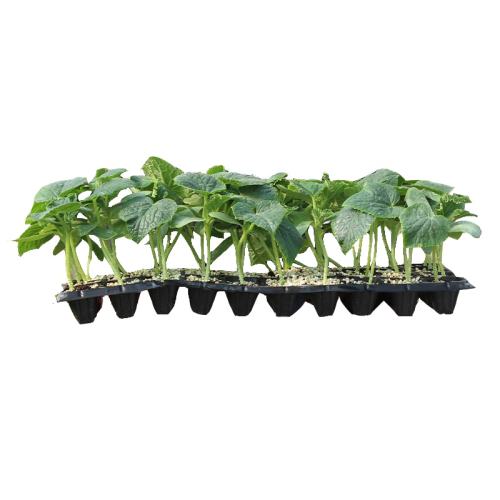 *��ë������ 1000��/�� �����߲������ֱ�� ��׳�׻� 4.27Ԫ