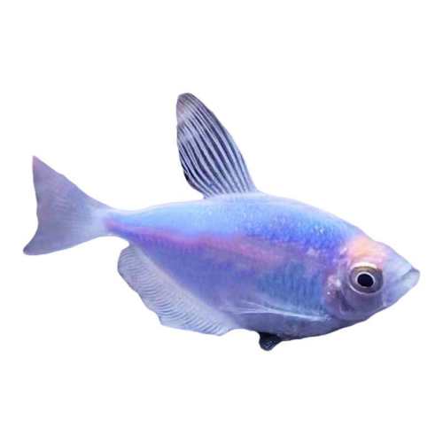 ����ǹ���ʹ1����1������ �����ʹ���ȴ���ˮ���߲ʲ���ɫ 5.88Ԫ