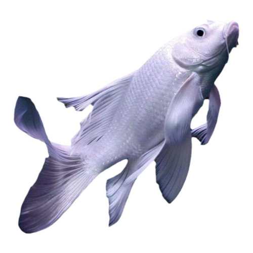 �ػݻ�����4-5cm1����1����2�� ��Ʒ�ʺ���������㵭ˮ 4.26Ԫ