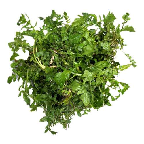 ����Ұ��������������Ұ�˰��ʵض��˽��ӱ�����������������3�� 500g 13.8Ԫ