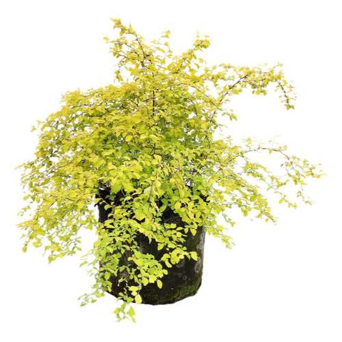 �����߾ա���������15cm�� 20cm(��)-30cm(����) ���ٵĻ�԰���߾ջƽ���ȪͥԺ 17.82Ԫ