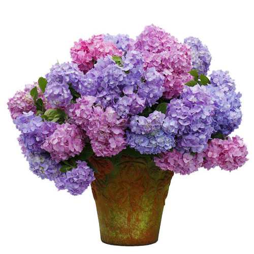 15cm�� ���� ���ٵĻ�԰�޾����������� 17.82Ԫ