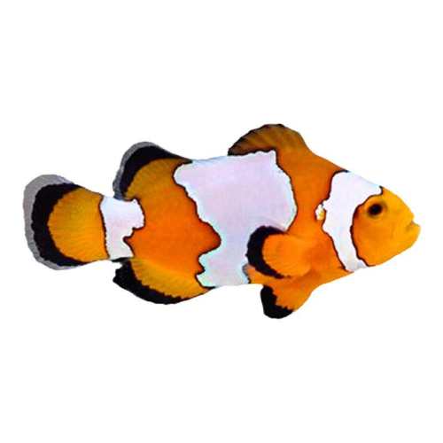 С����ר������1ƿ60g ������ˮ��С�����˹��������� 81.75Ԫ��5��(��16.35Ԫ/��)