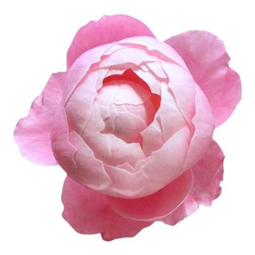 15cm�� ���� ���ٵĻ�԰��ë�¼�������̨ͥԺ 25.2Ԫ