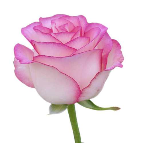 ��ɯ1�������� ������ ��ɯõ���ľ���Ͷ༾�������� 18.05Ԫ