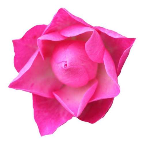 15cm�� ���� ���΢���¼��Ứ��ɫ 25.2Ԫ