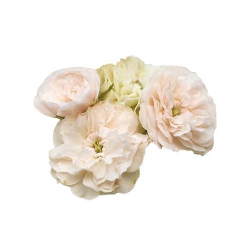 15cm�� ���� ���ٵĻ�԰������̨ͥԺ΢���¼� 25.2Ԫ