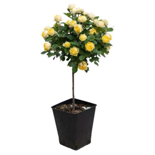 ��֭��̨ 2.8�������� �����Ժ� ��˿ȸ��֮����¶̨΢��õ��ֲ�� 112.4Ԫ��2��(��56.2Ԫ/��)