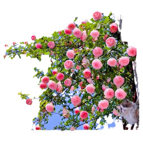 ��ҵ������ ? ��������û������ʾ�����²������� ��ɫ��ɳ��ʯǾޱ�����ļ�Ũ�㿪 15.8Ԫ