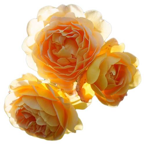 15cm�� ���� ���ٵĻ�԰�ƽ�����ٱ��¼� 25.2Ԫ