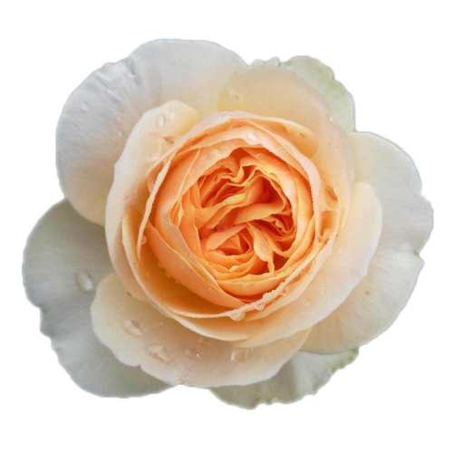 15cm�� �����Ժ� ���ٵĻ�԰����Ҷ��˹͡��ľ�¼� 34.2Ԫ