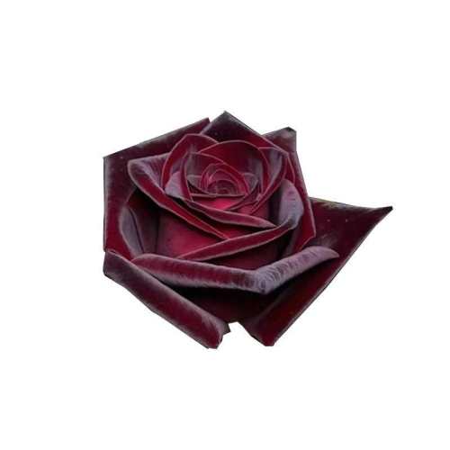 �ڰͿ�/����/Լ1����2-3����֦��30-40���� ������ �ڰͿ�õ���¼�������˿���ʸ�ǿ 132.5Ԫ��5��(��26.5Ԫ/��)