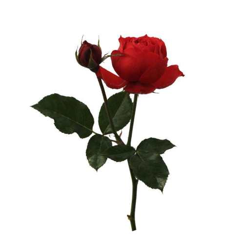 15cm�� ���� ���ٻ�԰��ƻ����ɫ�¼���ľ���� 25.2Ԫ